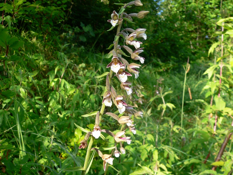 Epipactis palustris